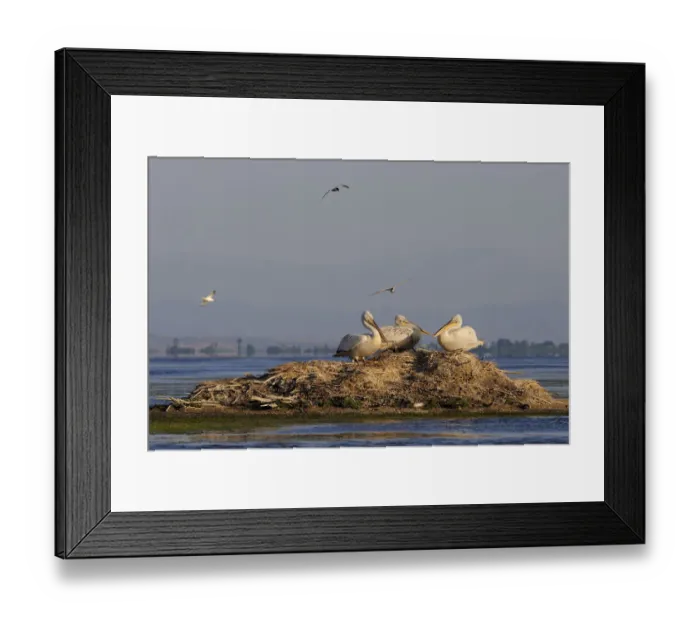 Framed Print : Three Dalmatian pelicans (Pelecanus crispus) on mound in water, Karavasta Lagoons National Park Framed Print : Three Dalmatian pelicans (Pelecanus crispus) on mound in water, Karavasta Lagoons National Park