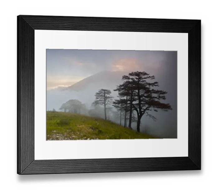 Framed Print : Pine trees in clouds, Llogoraja National Park, Albania, June 2009