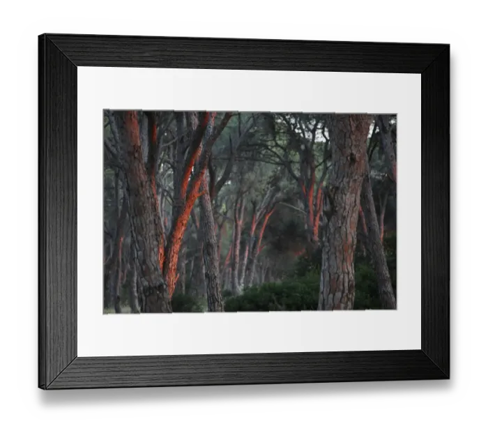 Framed Print : Pine forest (Pinus sp) in a wetland, Patras area, The Peloponnese, Greece, May 2009 Framed Print : Pine forest (Pinus sp) in a wetland, Patras area, The Peloponnese, Greece, May 2009