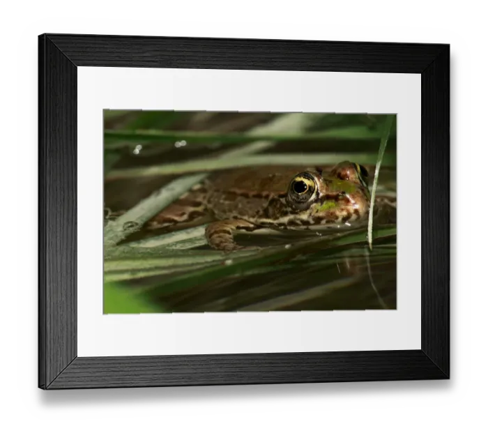 Framed Print : Marsh frog (Rana ridibunda) in water, The Peloponnese, Greece, May 2009