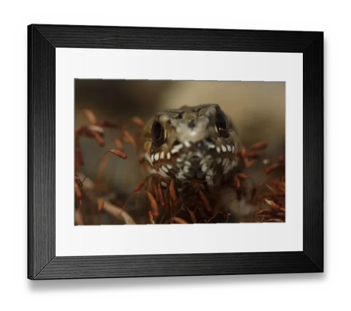 Framed Print : Balkan whip snake (Coluber / Hierophis gemonensis) The Peloponnese, Greece, May 2009 Framed Print : Balkan whip snake (Coluber / Hierophis gemonensis) The Peloponnese, Greece, May 2009