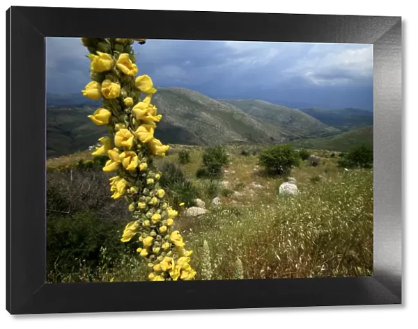 Mullein (Verbascum sp) in flower, with landscape behind, Southern Peloponnese, Greece