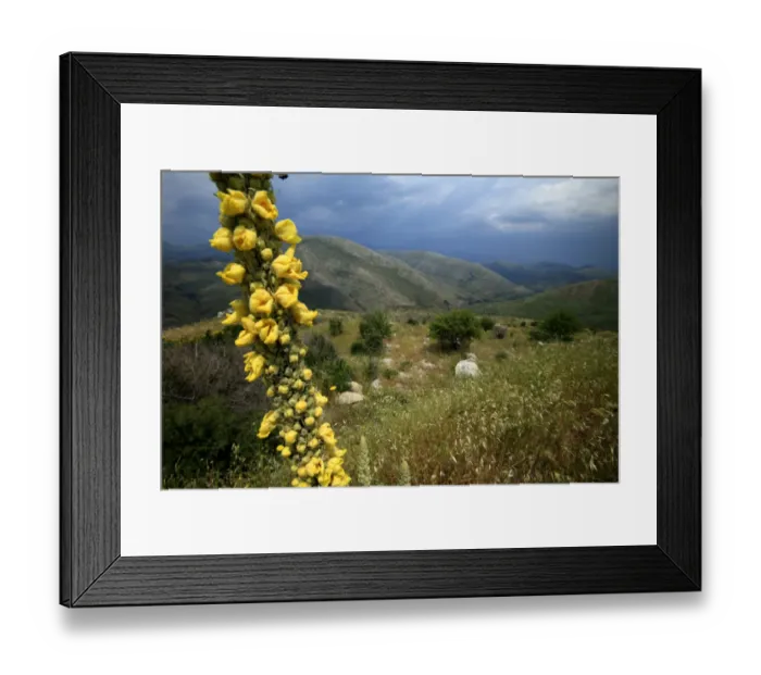 Framed Print : Mullein (Verbascum sp) in flower, with landscape behind, Southern Peloponnese, Greece Framed Print : Mullein (Verbascum sp) in flower, with landscape behind, Southern Peloponnese, Greece