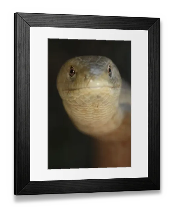 Framed Print : European glass lizard (Pseudopus apodus) portrait, Western Peloponnesee, The Peloponnese Framed Print : European glass lizard (Pseudopus apodus) portrait, Western Peloponnesee, The Peloponnese