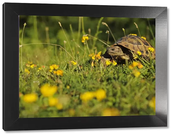 Hermanns tortoise (Testudo hermanni) Shebeniku-Jabllanica National Park, Albania