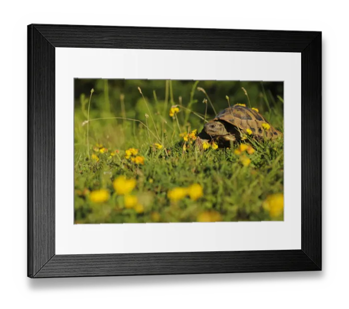 Framed Print : Hermanns tortoise (Testudo hermanni) Shebeniku-Jabllanica National Park, Albania Framed Print : Hermanns tortoise (Testudo hermanni) Shebeniku-Jabllanica National Park, Albania