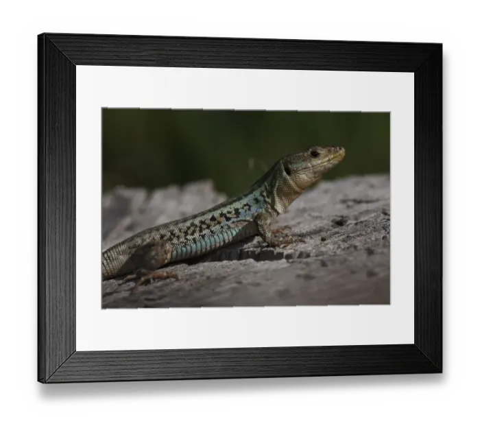 Framed Print : Peloponnese wall lizard (Podarcis peloponnesiacus) on rock, The Peloponnese, Greece Framed Print : Peloponnese wall lizard (Podarcis peloponnesiacus) on rock, The Peloponnese, Greece