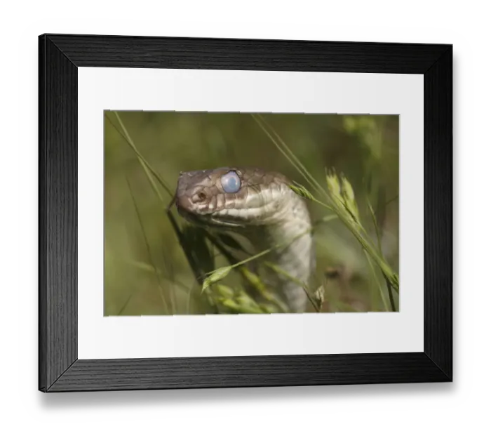 Framed Print : Montpellier snake (Malpolon monspessulanus) shortly before shedding its skin, The Peloponnese Framed Print : Montpellier snake (Malpolon monspessulanus) shortly before shedding its skin, The Peloponnese