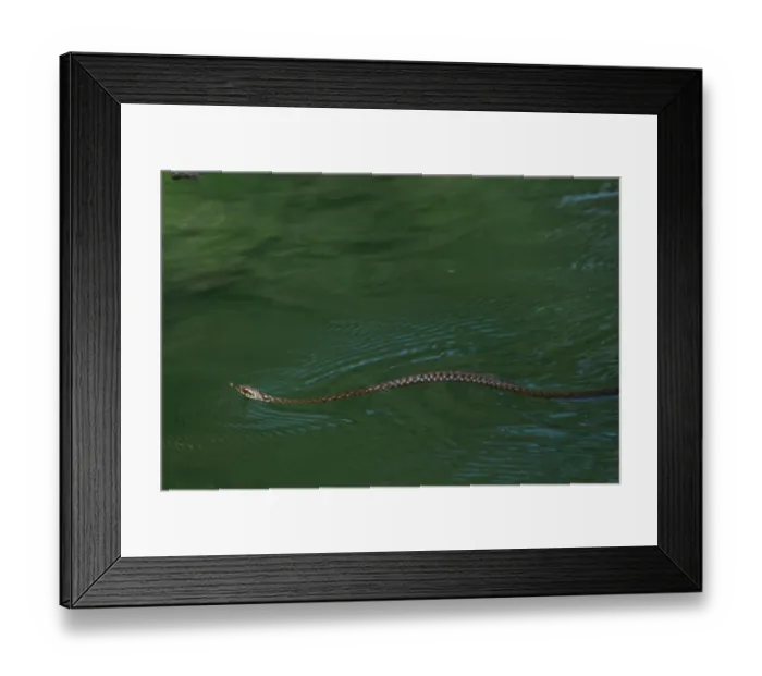 Framed Print : Dice snake (Natrix tesselata) swimming while hunting for little fish and tadpoles in a lake Framed Print : Dice snake (Natrix tesselata) swimming while hunting for little fish and tadpoles in a lake