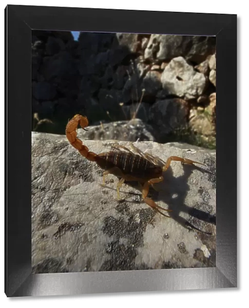 Mediterranean checkered scorpion (Mesobuthus gibbosus) on rock, the ancient ruins of Mycene