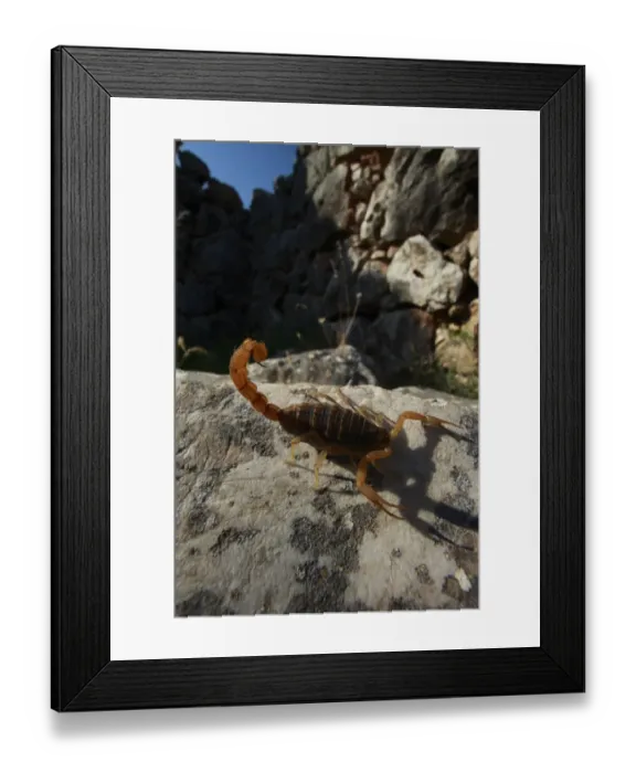 Framed Print : Mediterranean checkered scorpion (Mesobuthus gibbosus) on rock, the ancient ruins of Mycene Framed Print : Mediterranean checkered scorpion (Mesobuthus gibbosus) on rock, the ancient ruins of Mycene