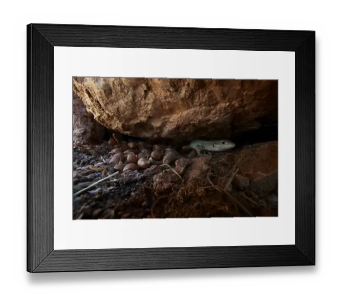 Framed Print : Peloponnese wall lizard (Podarcis peloponnesiacus) under rock, The Peloponnese, Greece Framed Print : Peloponnese wall lizard (Podarcis peloponnesiacus) under rock, The Peloponnese, Greece