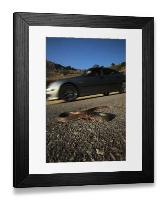 Framed Print : Dead snake on a road, probably a Balkan whip snake (Hierophis gemonensis) or a Western whip snake Framed Print : Dead snake on a road, probably a Balkan whip snake (Hierophis gemonensis) or a Western whip snake