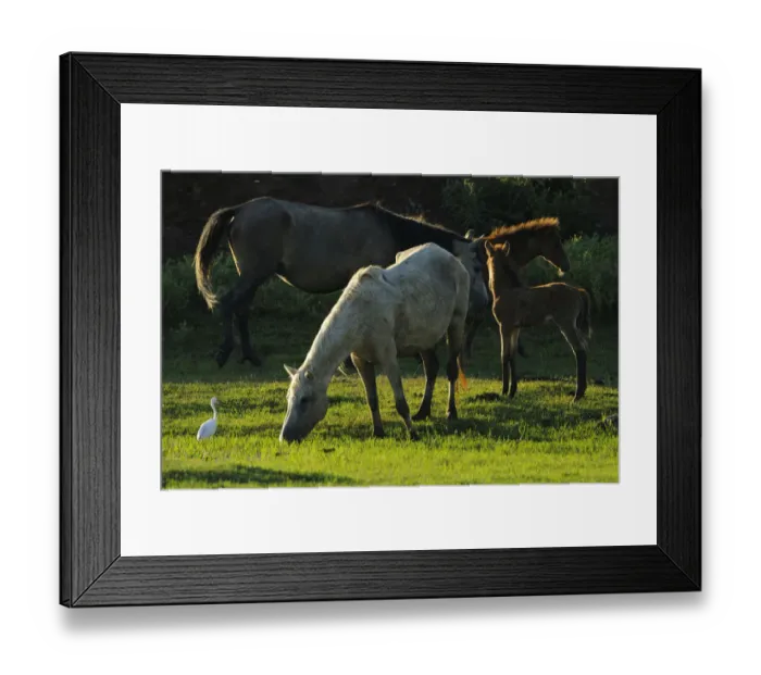 Framed Print : Little egret (Egretta garzetta) near four horses, Velipoja, Albania, June 2009 Framed Print : Little egret (Egretta garzetta) near four horses, Velipoja, Albania, June 2009