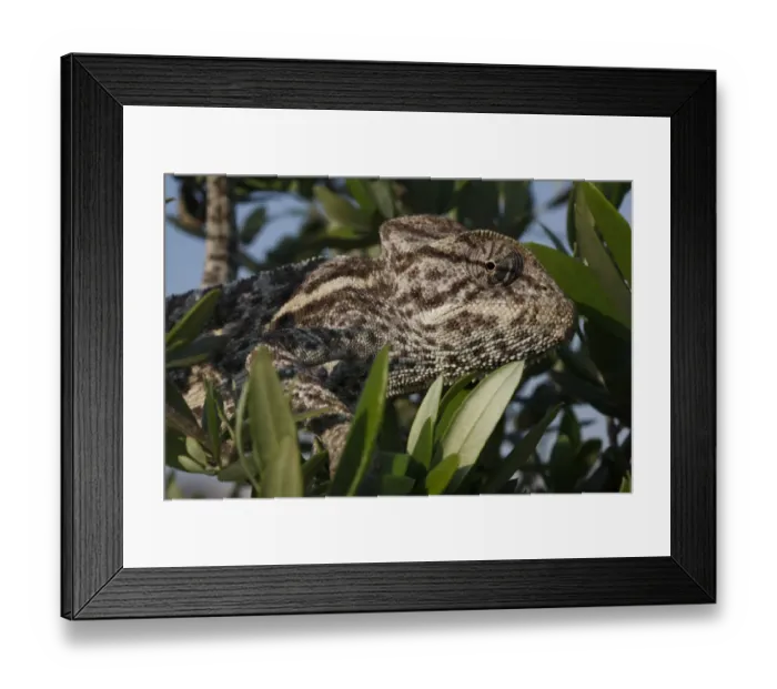 Framed Print : African chameleon (Chamaeleo africanus) in tree, in a captive wintering program, The Peloponnese Framed Print : African chameleon (Chamaeleo africanus) in tree, in a captive wintering program, The Peloponnese