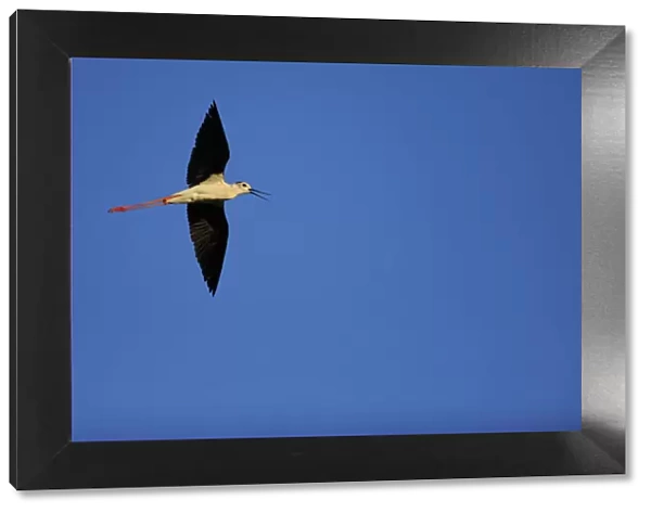 Black winged stilt (Himantopus himantopus) in flight, Karavasta Lagoons National Park