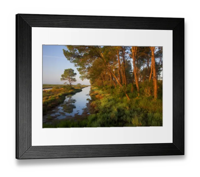 Framed Print : Pine trees at sunrise in delta, Karavasta Lagoons National Park, Albania, June 2009 Framed Print : Pine trees at sunrise in delta, Karavasta Lagoons National Park, Albania, June 2009
