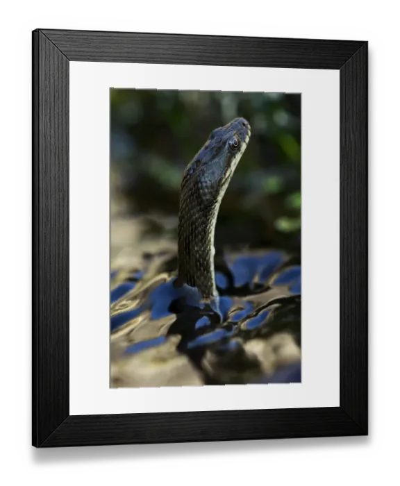 Framed Print : Dice snake (Natrix tesselata) hunting for small fish and tadpoles in a lake, Patras area Framed Print : Dice snake (Natrix tesselata) hunting for small fish and tadpoles in a lake, Patras area
