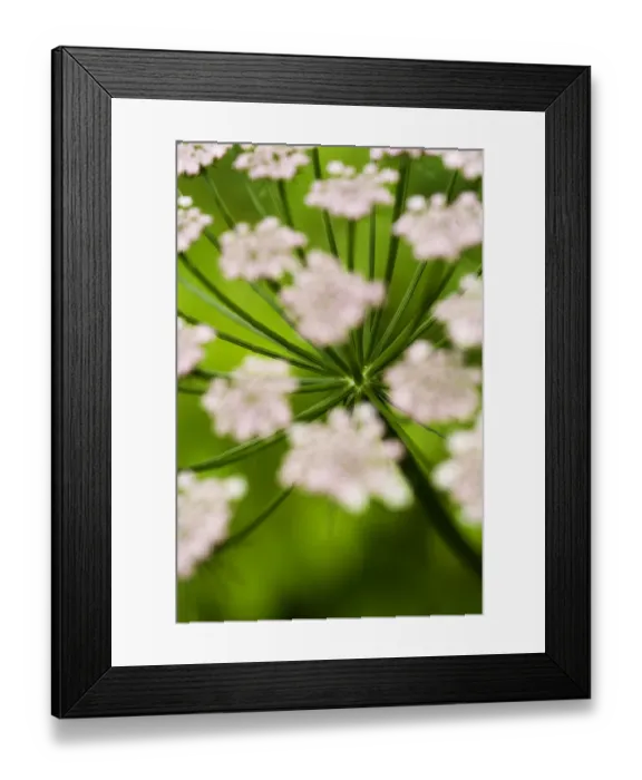 Framed Print : Abstract Alpine lovage (Ligusticum mutellina) flower head, Triglav National Park Framed Print : Abstract Alpine lovage (Ligusticum mutellina) flower head, Triglav National Park