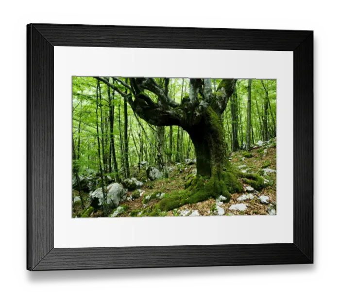 Framed Print : Large European beech (Fagus sylvatica) tree in pristine forest near the river Lepenjica Framed Print : Large European beech (Fagus sylvatica) tree in pristine forest near the river Lepenjica