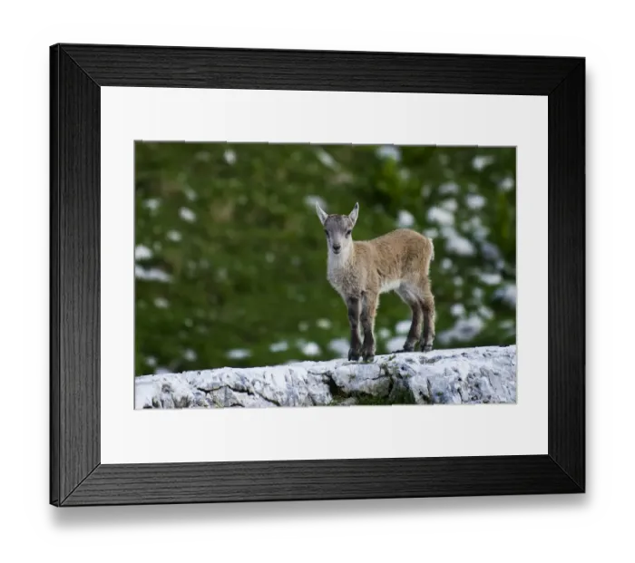 Framed Print : Young Ibex (Capra ibex) standing on rock, Triglav National Park, Julian Alps, Slovenia Framed Print : Young Ibex (Capra ibex) standing on rock, Triglav National Park, Julian Alps, Slovenia