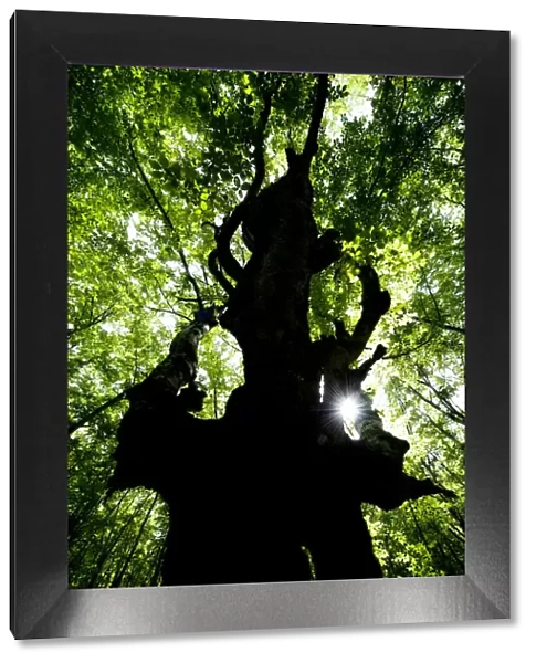 European beech tree (Fagus sylvatica) silhouetted in a pristine forest near the river Lepenjica
