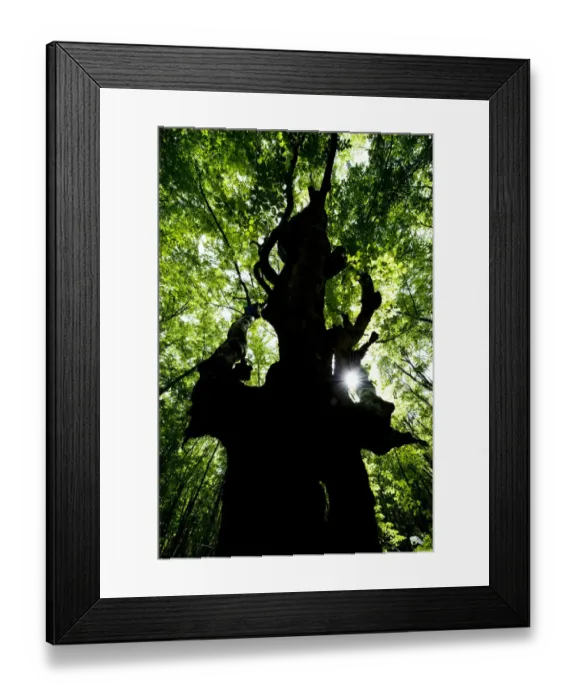 Framed Print : European beech tree (Fagus sylvatica) silhouetted in a pristine forest near the river Lepenjica Framed Print : European beech tree (Fagus sylvatica) silhouetted in a pristine forest near the river Lepenjica