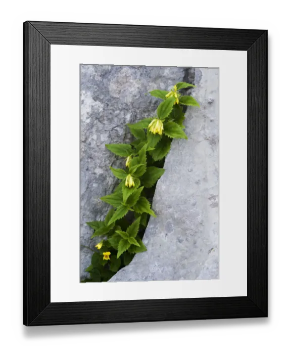 Framed Print : (Paederota lutea) growing in crack in rock, Triglav National Park, Slovenia, July 2009