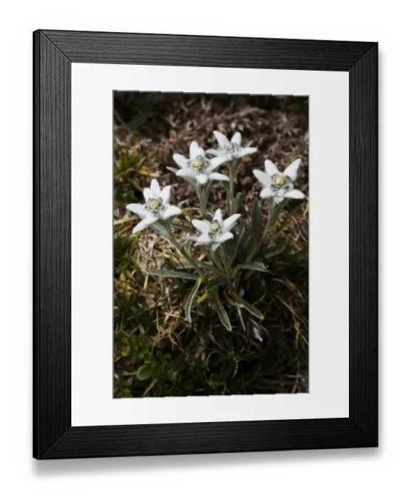 Framed Print : Edelweiss (Leontopodium alpinum) plant in flower, Triglav National Park, Slovenia