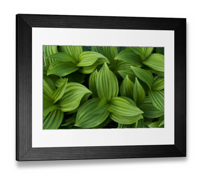 Framed Print : False hellebores (Veratrum sp) Triglav National Park, Julian Alps, Slovenia, July 2009 Framed Print : False hellebores (Veratrum sp) Triglav National Park, Julian Alps, Slovenia, July 2009