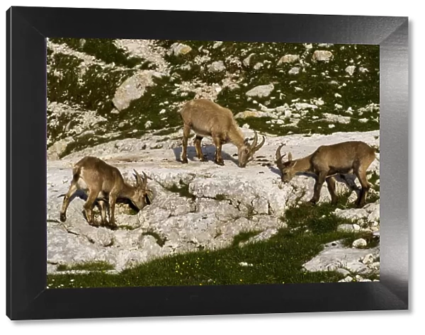 Three Ibex (Capra ibex) grazing on plants on rocks, Triglav National Park, Julian Alps