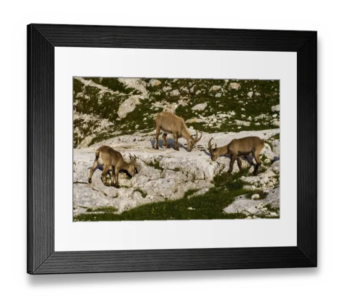 Framed Print : Three Ibex (Capra ibex) grazing on plants on rocks, Triglav National Park, Julian Alps Framed Print : Three Ibex (Capra ibex) grazing on plants on rocks, Triglav National Park, Julian Alps