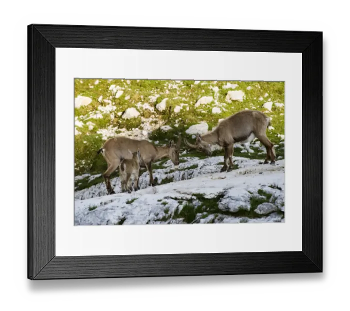 Framed Print : Two Ibex (Capra ibex) fighting with baby watching, Triglav National Park, Julian Alps