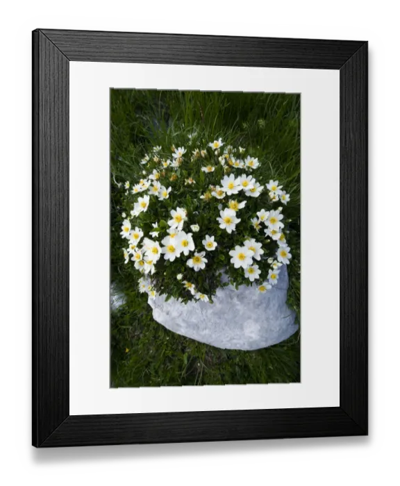 Framed Print : White dryas or Mountain avens (Dryas octopetala) in flower growing on rock, Triglav National Park Framed Print : White dryas or Mountain avens (Dryas octopetala) in flower growing on rock, Triglav National Park