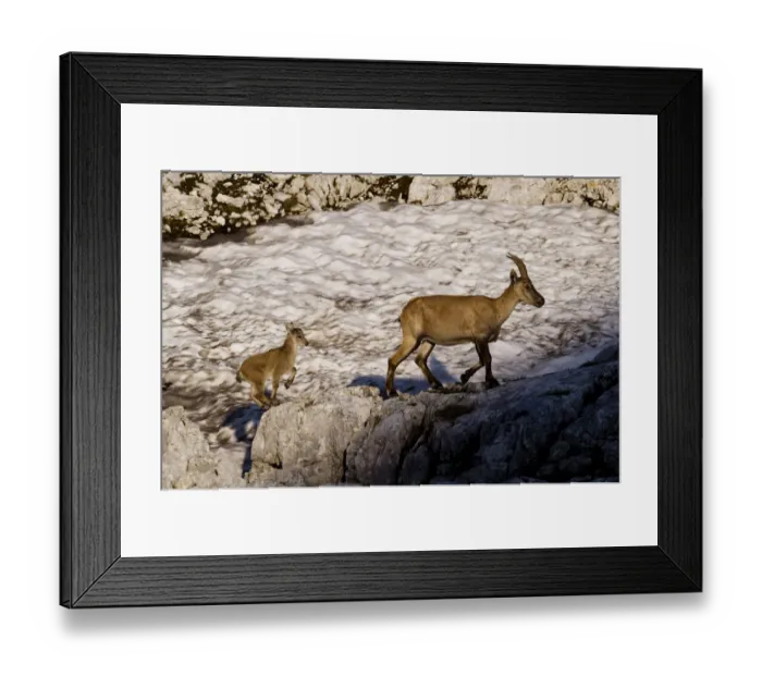 Framed Print : Ibex (Capra ibex) female with young running to keep up, Triglav National Park, Julian Alps Framed Print : Ibex (Capra ibex) female with young running to keep up, Triglav National Park, Julian Alps