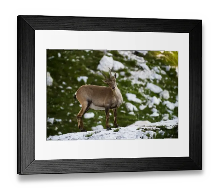 Framed Print : Female Ibex (Capra ibex) Triglav National Park, Julian Alps, Slovenia, July 2009