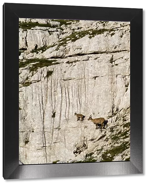 Ibex (Capra ibex) mother ad kid climbing on rock face, Triglav National Park, Julian Alps