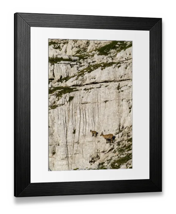 Framed Print : Ibex (Capra ibex) mother ad kid climbing on rock face, Triglav National Park, Julian Alps Framed Print : Ibex (Capra ibex) mother ad kid climbing on rock face, Triglav National Park, Julian Alps