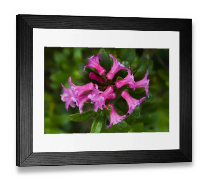 Framed Print : Rusty leaved alpenrose (Rhododendron ferrugineum) flower, Triglav National Park, Slovenia Framed Print : Rusty leaved alpenrose (Rhododendron ferrugineum) flower, Triglav National Park, Slovenia