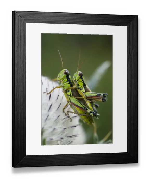 Framed Print : Alpine grasshopper (Miramella alpina) pair mating on a thistle, Triglav National Park Framed Print : Alpine grasshopper (Miramella alpina) pair mating on a thistle, Triglav National Park