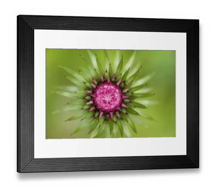Framed Print : Thistle (Carduus nutans) flower head before opening, Triglav National Park, Slovenia Framed Print : Thistle (Carduus nutans) flower head before opening, Triglav National Park, Slovenia