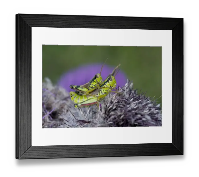 Framed Print : Alpine grasshopper (Miramella alpina) pair mating on a thistle, Triglav National Park Framed Print : Alpine grasshopper (Miramella alpina) pair mating on a thistle, Triglav National Park