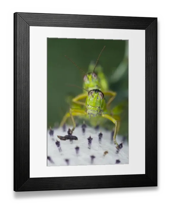Framed Print : Alpine grasshopper (Miramella alpina) pair mating on a thistle, Triglav National Park