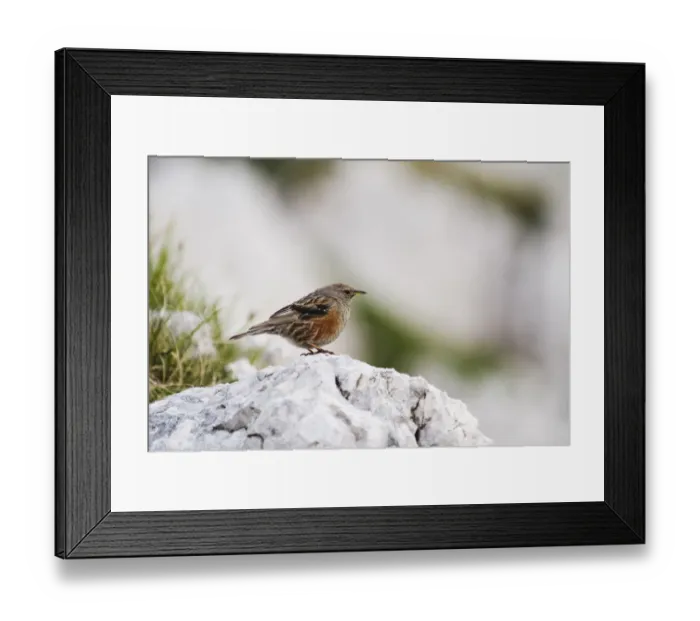 Framed Print : Alpine accentor (Prunella collaris) perched on rock, Triglav National Park, Slovenia Framed Print : Alpine accentor (Prunella collaris) perched on rock, Triglav National Park, Slovenia