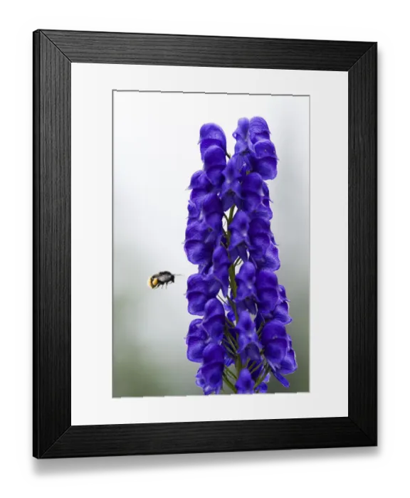 Framed Print : Monkshood (Aconitum napellus) flowers with bumble bee in flight, Triglav National Park Framed Print : Monkshood (Aconitum napellus) flowers with bumble bee in flight, Triglav National Park