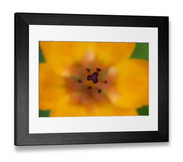 Framed Print : Fire lily (Lilium bulbiferrum) flower, Triglav National Park, Slovenia, June 2009 Framed Print : Fire lily (Lilium bulbiferrum) flower, Triglav National Park, Slovenia, June 2009