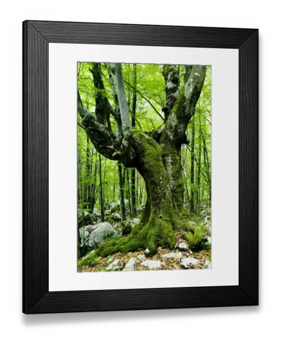 Framed Print : Large European beech (Fagus sylvatica) tree in pristine forest near the river Lepenjica Framed Print : Large European beech (Fagus sylvatica) tree in pristine forest near the river Lepenjica