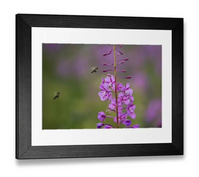 Framed Print : Fireweed (Chamerion angustifolium angustifolium) with bees in flight, Triglav National Park Framed Print : Fireweed (Chamerion angustifolium angustifolium) with bees in flight, Triglav National Park