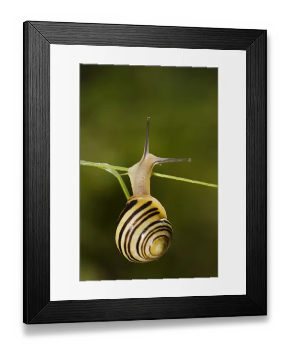 Framed Print : White-lipped snail (Cepaea hortensis) on grass, Triglav National Park, Slovenia Framed Print : White-lipped snail (Cepaea hortensis) on grass, Triglav National Park, Slovenia