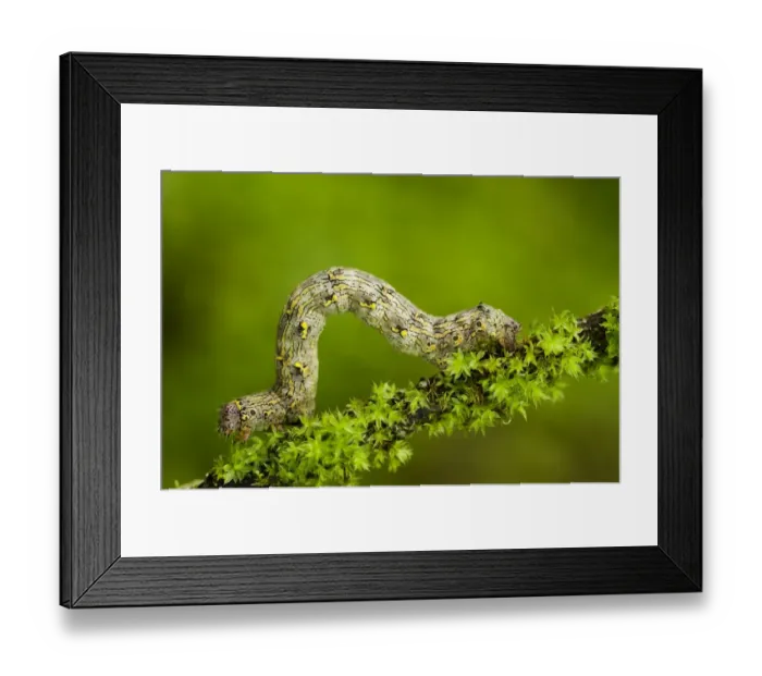 Framed Print : Geometrid moth (Geometridae sp) caterpillar moving along twig, Triglav National Park Framed Print : Geometrid moth (Geometridae sp) caterpillar moving along twig, Triglav National Park